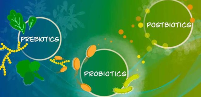 پری بیوتیک و پروبیوتیک
